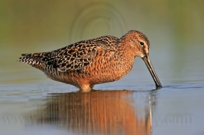 _MG_0202 Long-billed Dowitcher.jpg