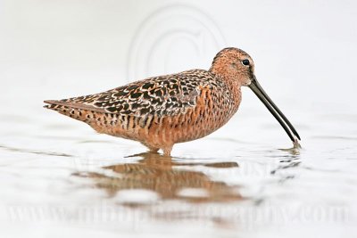 _MG_6574 Long-billed Dowitcher.jpg