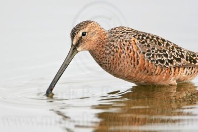 _MG_6619 Long-billed Dowitcher.jpg