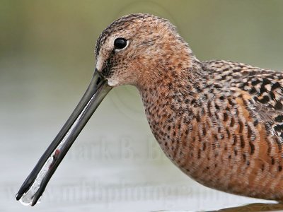 _MG_6678 Long-billed Dowitcher.jpg