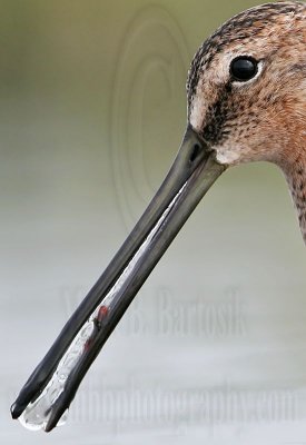 Long-billed Dowitcher : Prey items transport in beak by surface tension of water May 2007 UTC