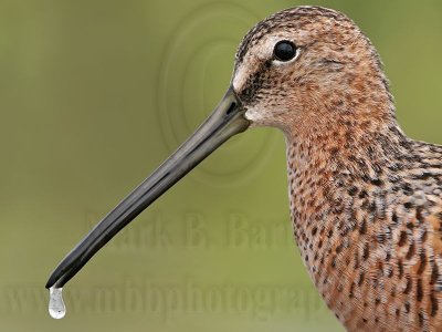 _MG_6837crop1 Long-billed Dowitcher.jpg