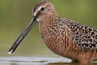 _MG_6847 Long-billed Dowitcher.jpg