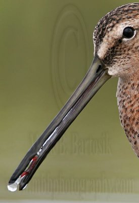 _MG_6847crop Long-billed Dowitcher.jpg
