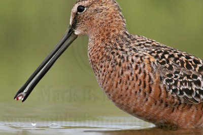 _MG_6857c Long-billed Dowitcher.jpg