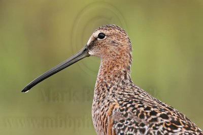 _MG_6874 Long-billed Dowitcher.jpg