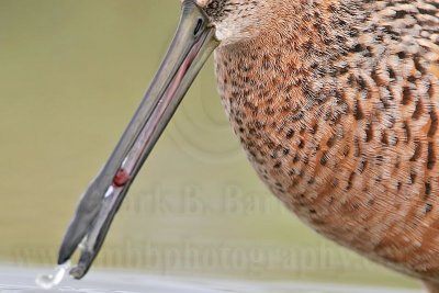 _MG_6882 Long-billed Dowitcher.jpg