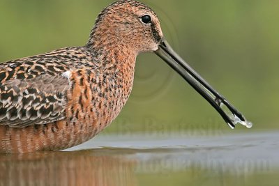 _MG_6979 Long-billed Dowitcher.jpg