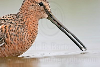 _MG_7049 Long-billed Dowitcher.jpg