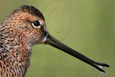 _MG_8598crop Long-billed Dowitcher.jpg