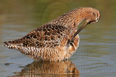 _MG_8754 Long-billed Dowitcher.jpg