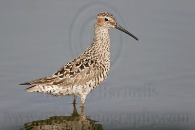 _MG_8921 Stilt Sandpiper.jpg