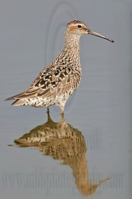 _MG_8931 Stilt Sandpiper.jpg