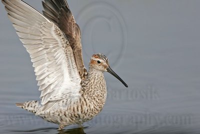_MG_8974 Stilt Sandpiper.jpg