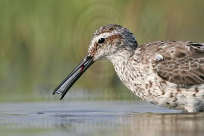 Stilt Sandpiper: Food