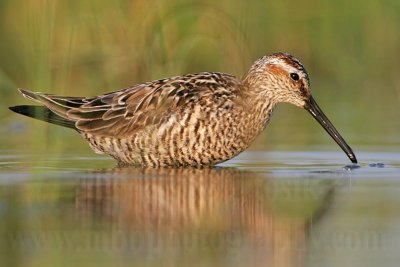 _MG_9929 Stilt Sandpiper.jpg