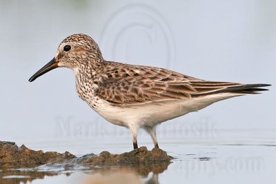 _MG_0104 White-rumped Sandpiper.jpg