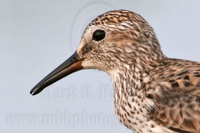 White-rumped Sandpiper: Prey items transport in beak by surface tension of water May 2007 UTC