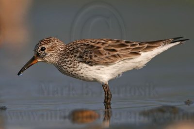 _MG_0241 White-rumped Sandpiper.jpg