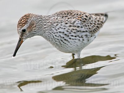 _MG_5358 White-rumped Sandpiper.jpg