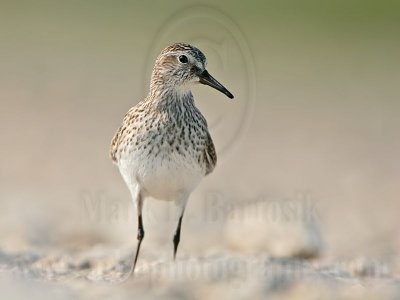 _MG_9310 White-rumped Sandpiper.jpg