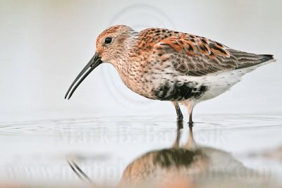 _MG_0906 Dunlin.jpg