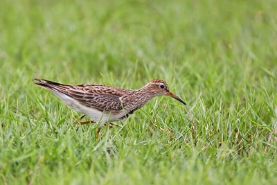 _MG_7757 Pectoral Sandpiper.jpg