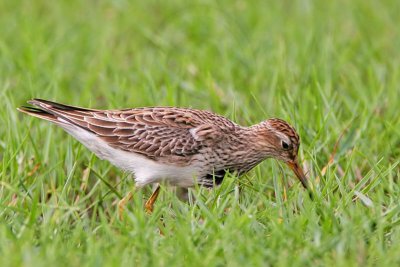 _MG_7760 Pectoral Sandpiper.jpg