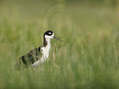 _MG_9171 Black-necked Stilt.jpg