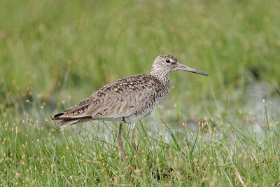 _MG_7155 Willet.jpg