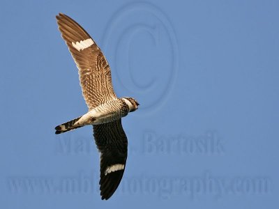 _MG_0710 Common Nighthawk.jpg