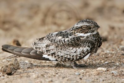 _MG_3964 Common Nighthawk.jpg