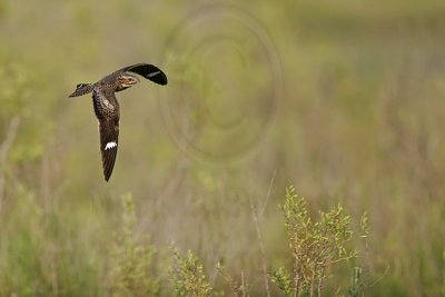 _MG_9711 Common Nighthawk.jpg