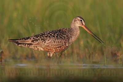 _MG_0191 Hudsonian Godwit.jpg