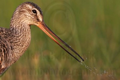 _MG_0191crop Hudsonian Godwit.jpg