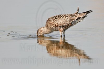 _MG_6790 Hudsonian Godwit.jpg