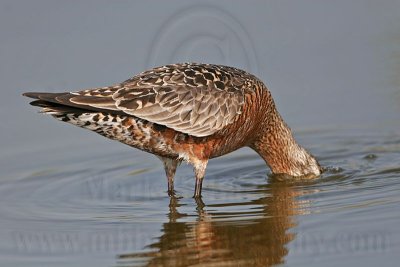 _MG_8682 Hudsonian Godwit.jpg
