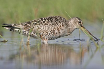 _MG_9015 Hudsonian Godwit.jpg