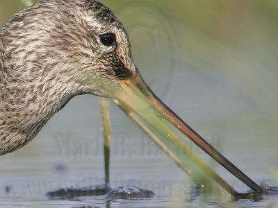 _MG_9015crop Hudsonian Godwit.jpg