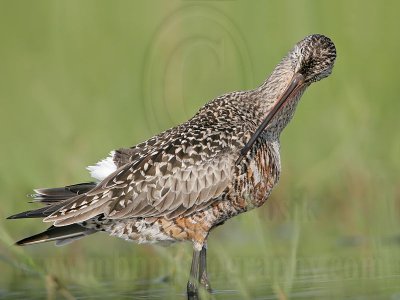 _MG_9327 Hudsonian Godwit.jpg