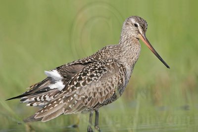 _MG_9337 Hudsonian Godwit.jpg