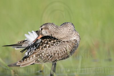 _MG_9338 Hudsonian Godwit.jpg
