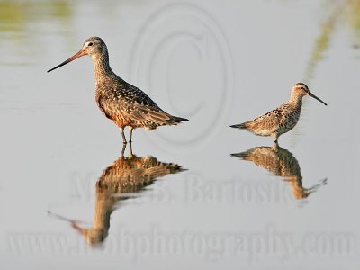 _MG_9802 Hudsonian Godwit.jpg