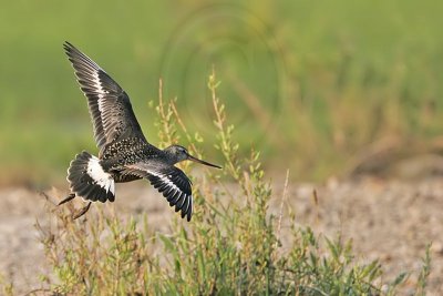 _MG_9814 Hudsonian Godwit.jpg