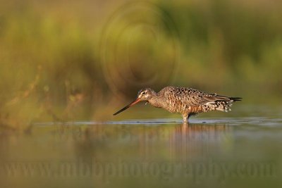 _MG_9993 Hudsonian Godwit.jpg