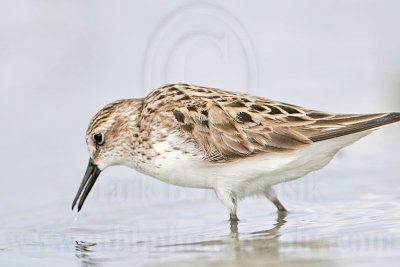Semipalmated Sandpiper: Prey items transport in beak by surface tension of water May 2007 UTC