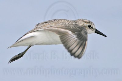 _MG_5542 Semipalmated Sandpiper.jpg