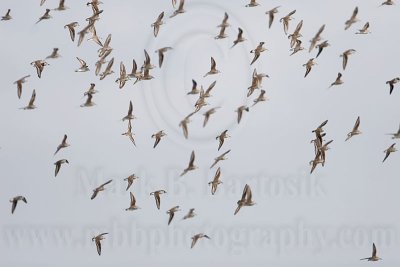 _MG_5901 Semipalmated Sandpiper.jpg