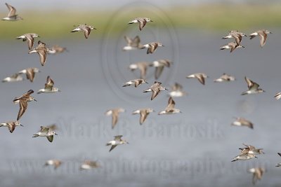 _MG_5915 Semipalmated Sandpiper.jpg