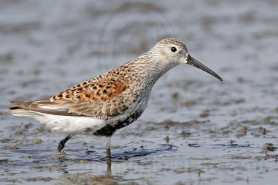 _MG_6105 Dunlin.jpg